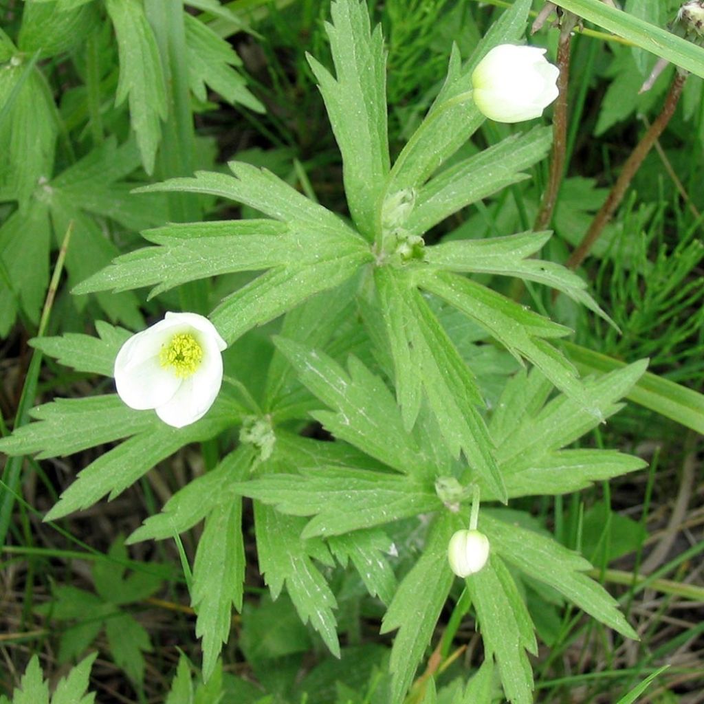 Anémone du Canada - Anemone canadensis