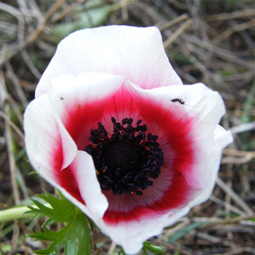 Anemone coronaria Bicolor - Kronen-Anemone