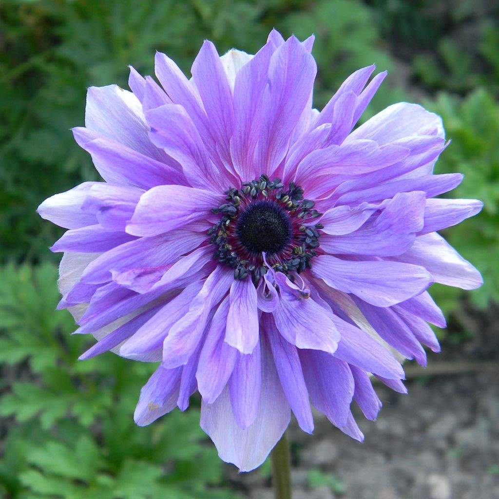 Anemone coronaria Lord Lieutenant - Kronen-Anemone