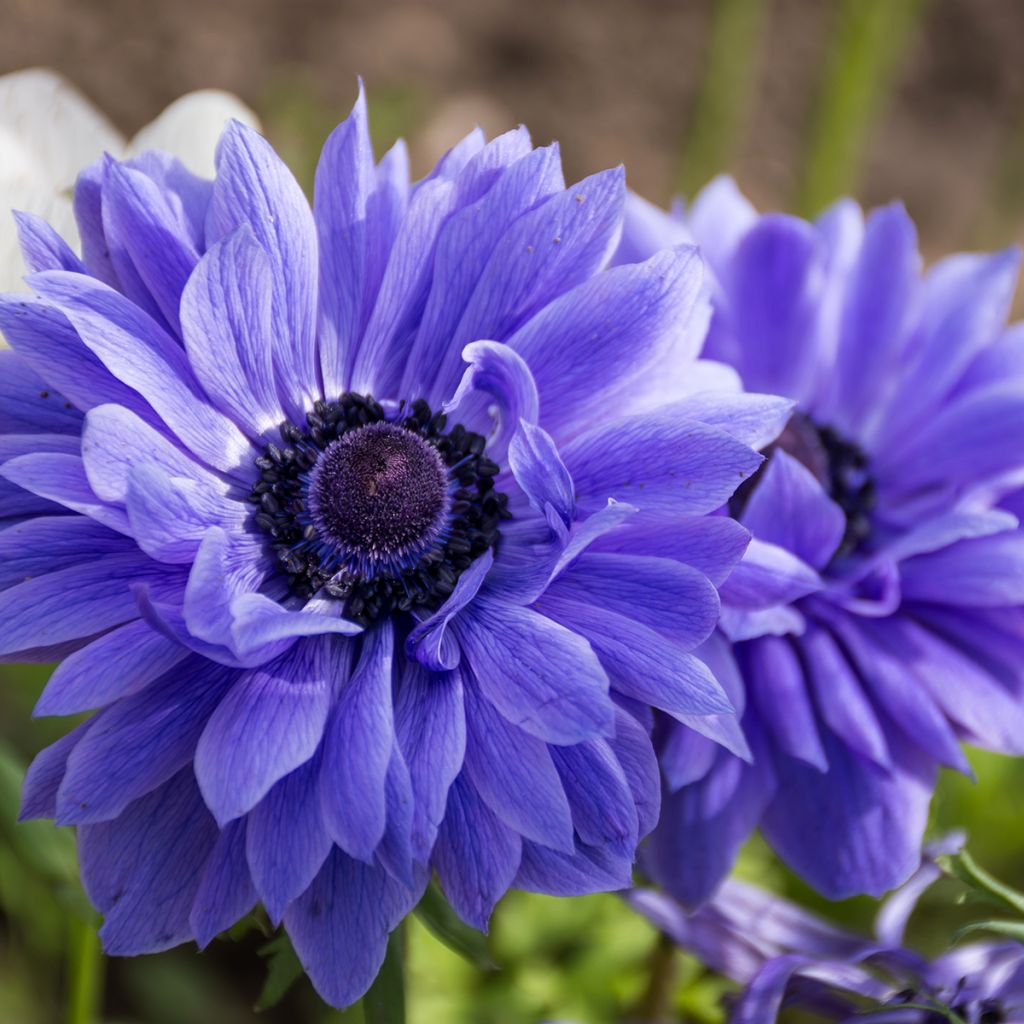 Anemone coronaria Lord Lieutenant - Kronen-Anemone