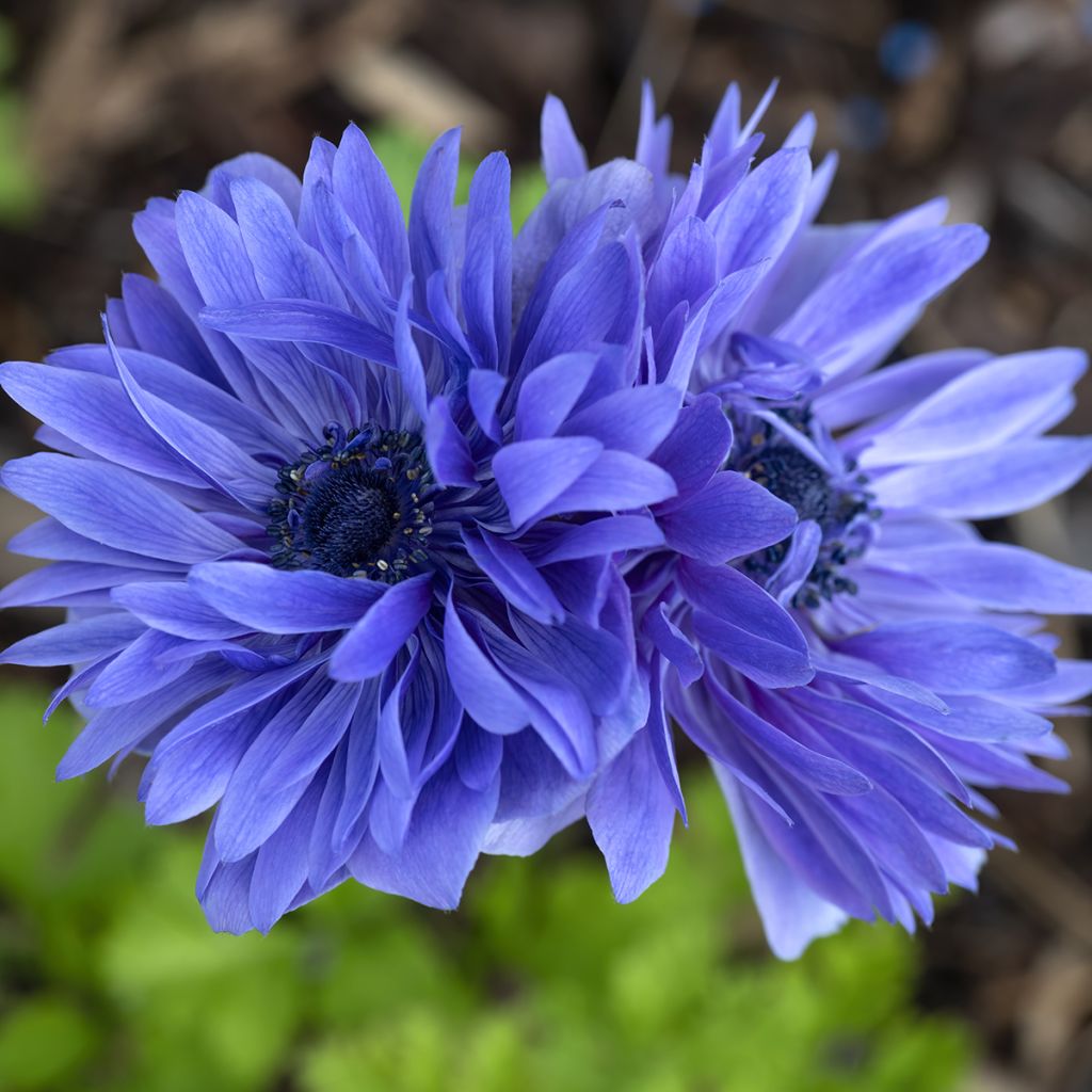 Anemone coronaria Lord Lieutenant - Kronen-Anemone