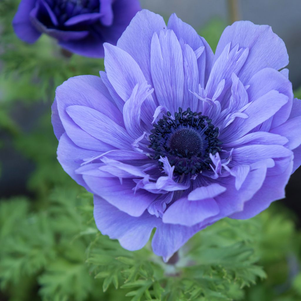 Anemone coronaria Lord Lieutenant - Kronen-Anemone