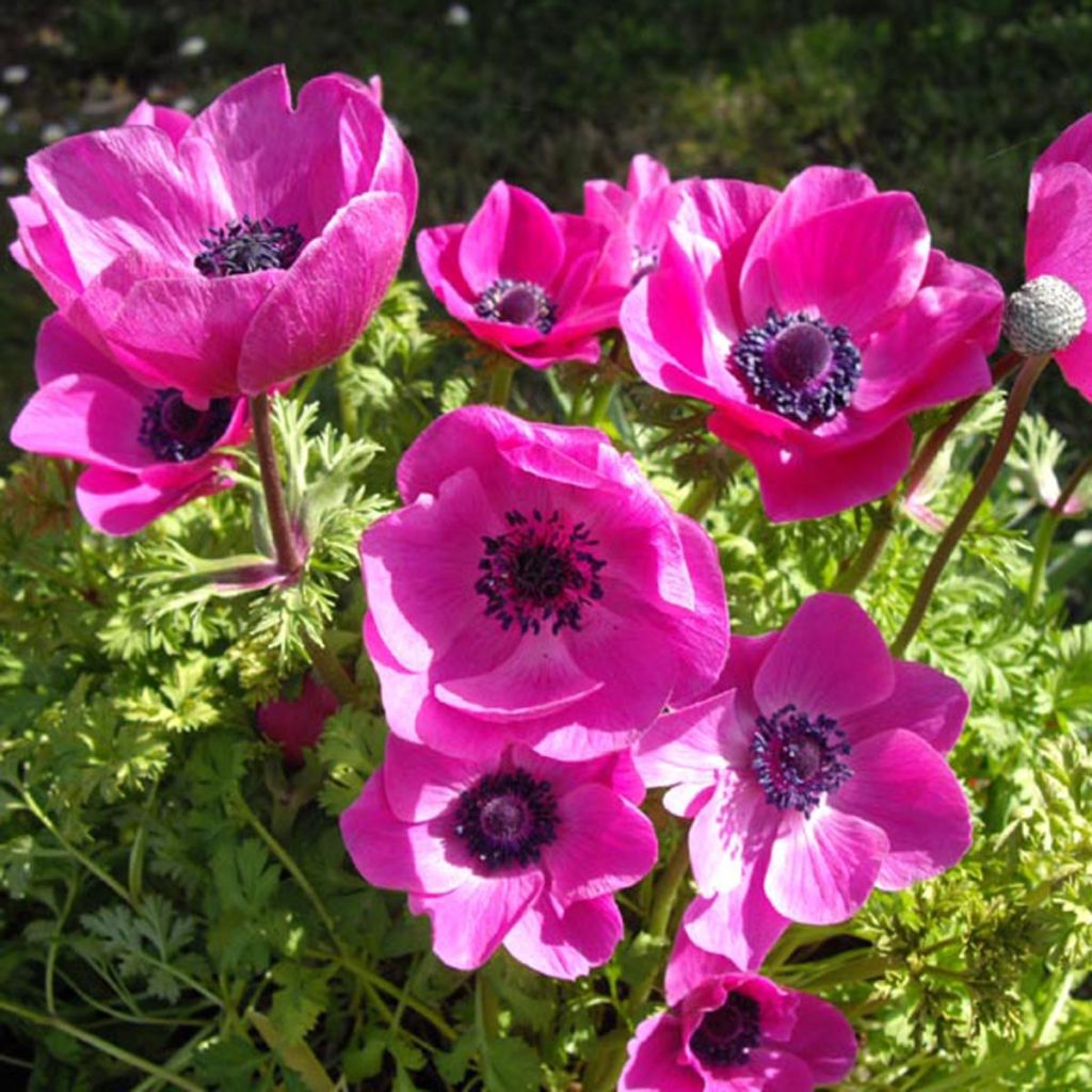 Anemone coronaria Sylphide - Anémone de Caen