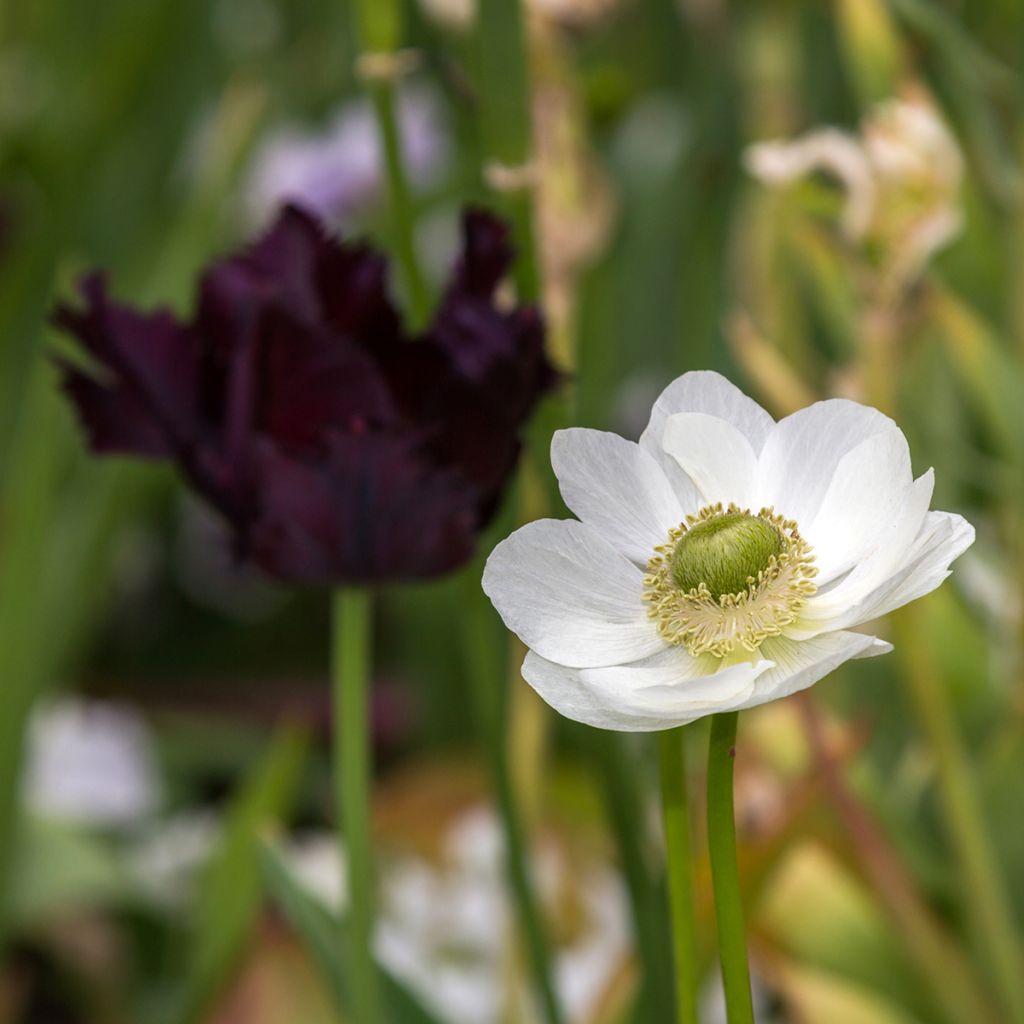 Anemone coronaria The Bride - Kronen-Anemone