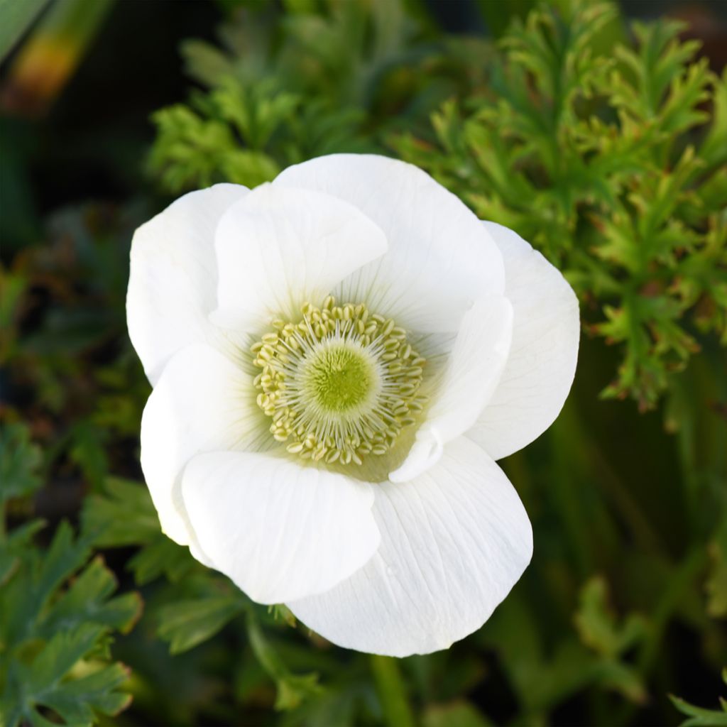 Anemone coronaria The Bride - Kronen-Anemone