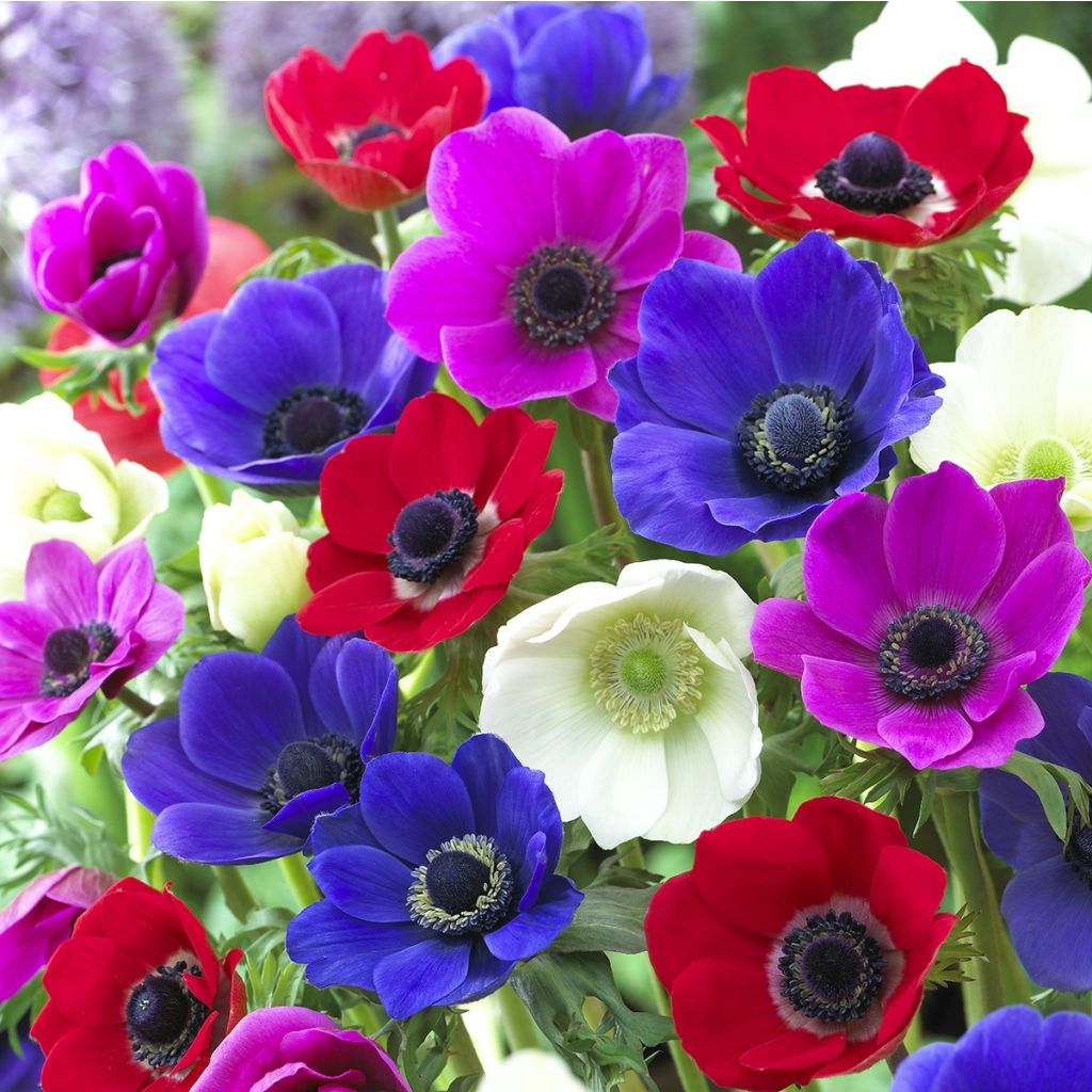 Anemone coronaria Mix - Kronen-Anemone