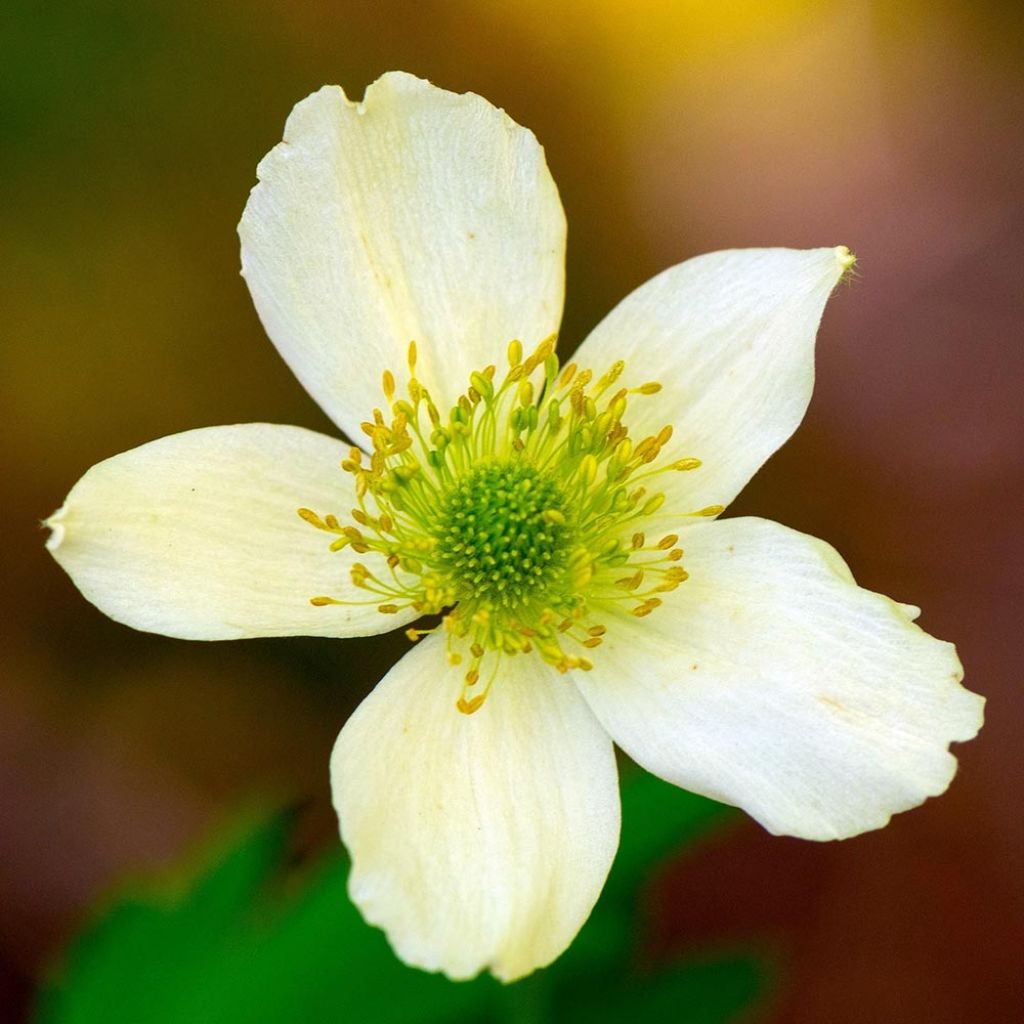 Anemone cylindrica - Prärie-Anemone