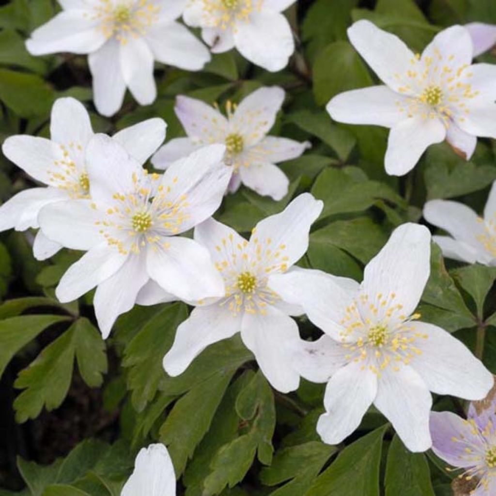 Anemone nemorosa - Busch-Windröschen