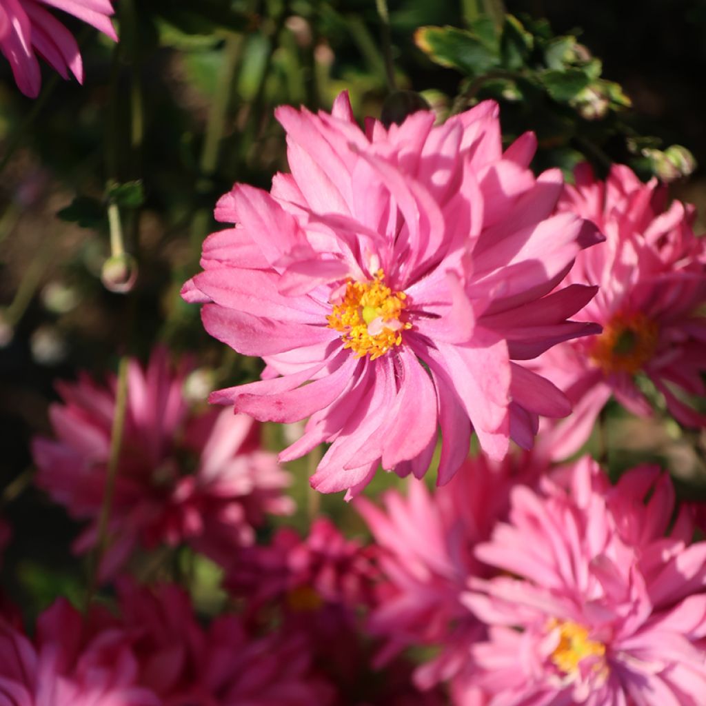 Anemone Fall in Love Sweetly - Japan-Herbst-Anemone