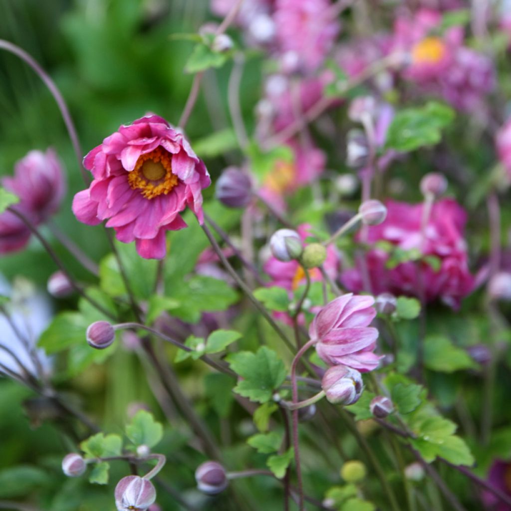 Anemone hupehensis var. japonica Pamina - Chinesische Herbst-Anemone