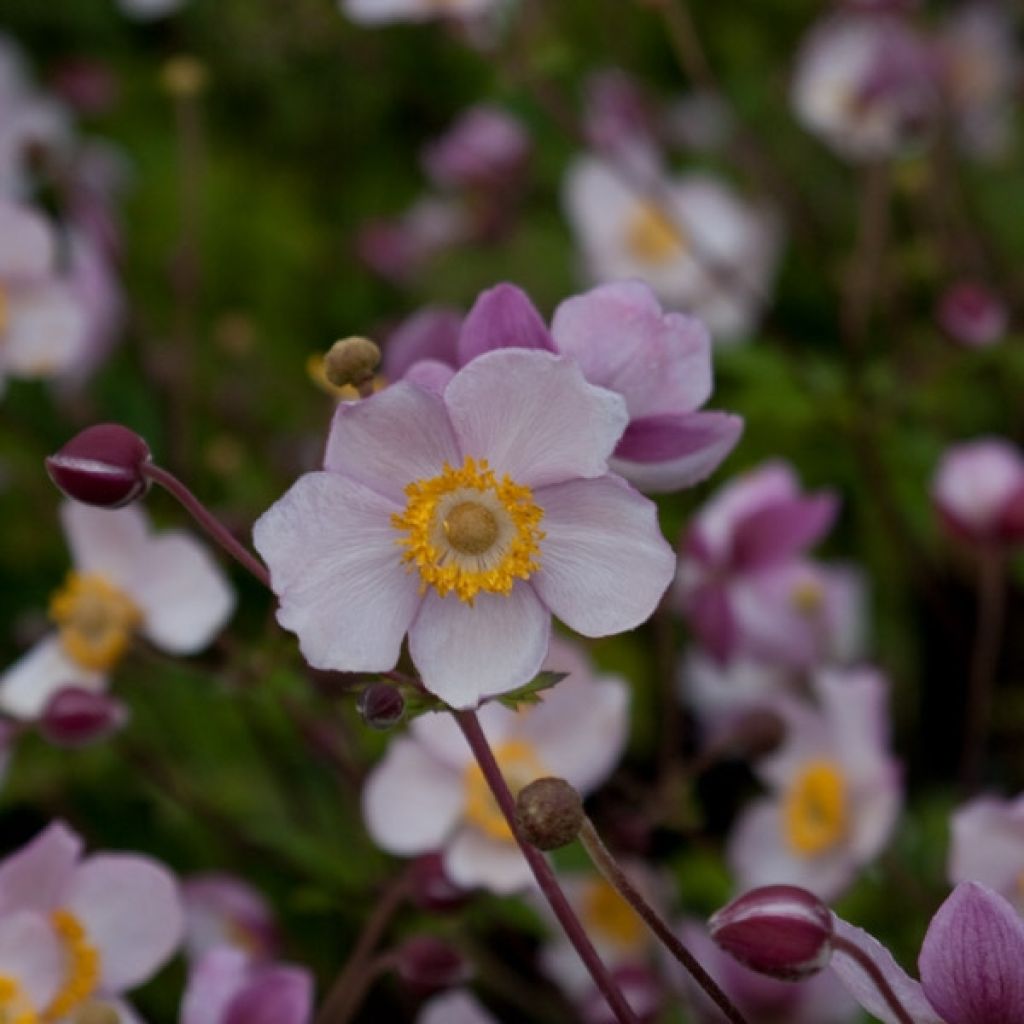 Anemone Hadspen Abundance - Japan-Herbst-Anemone