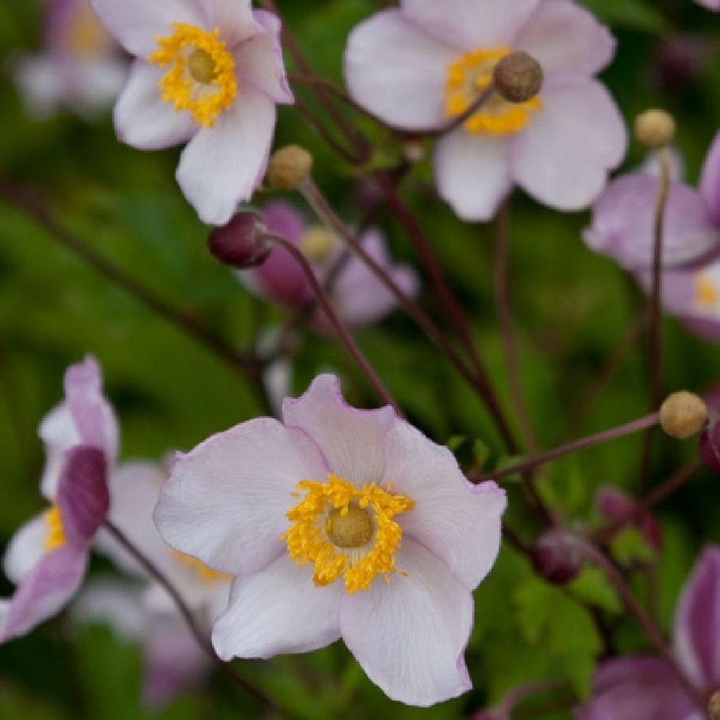 Anemone Hadspen Abundance - Japan-Herbst-Anemone