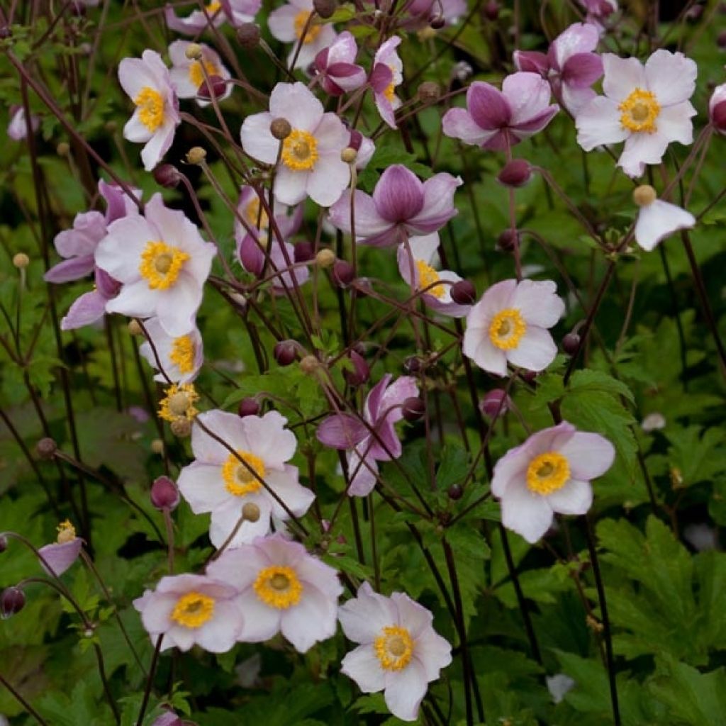 Anemone Hadspen Abundance - Japan-Herbst-Anemone