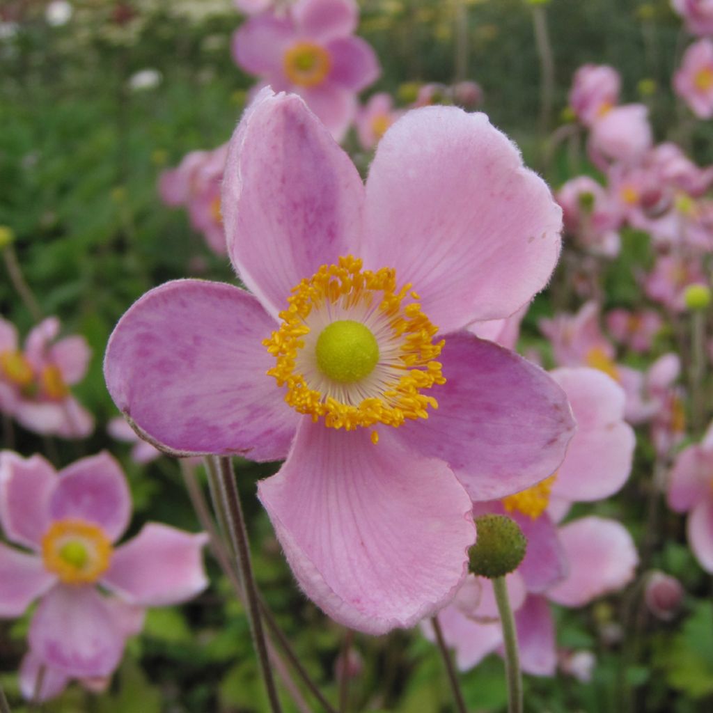 Anemone hupehensis var. japonica Little Princess - Chinesische Herbst-Anemone