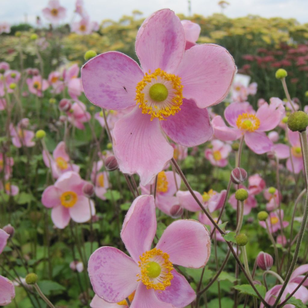 Anémone japonaise Little Princess - Anemone hupehensis japonica