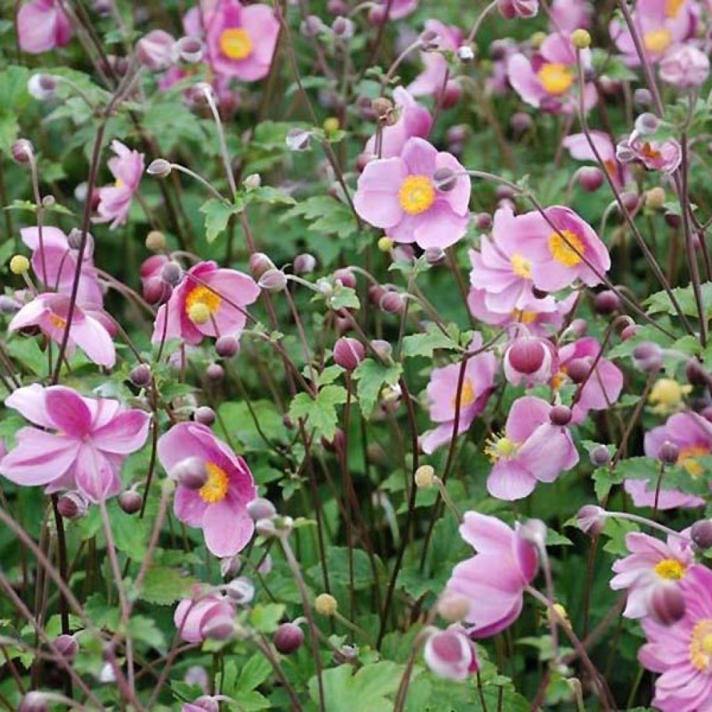 Anemone hupehensis Praecox - Chinesische Herbst-Anemone