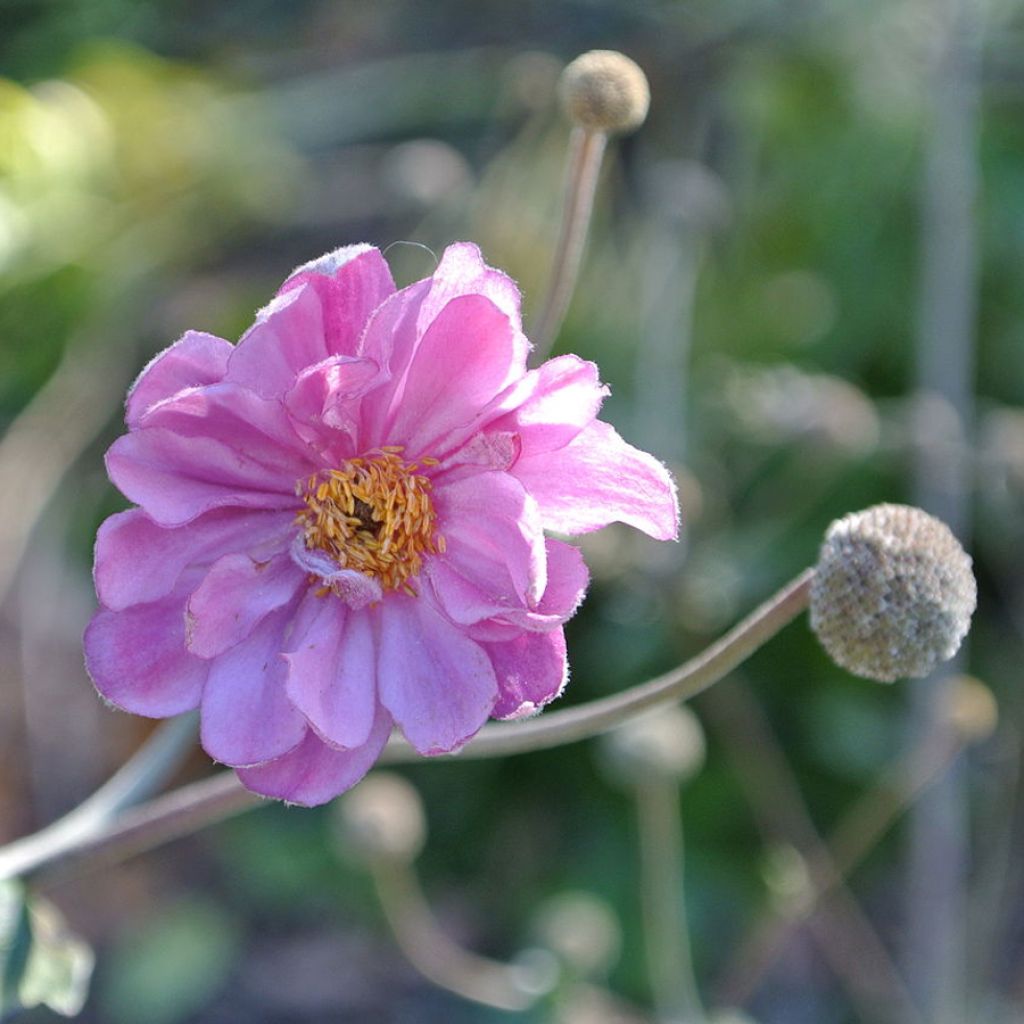 Anemone hupehensis var. japonica Pamina - Chinesische Herbst-Anemone