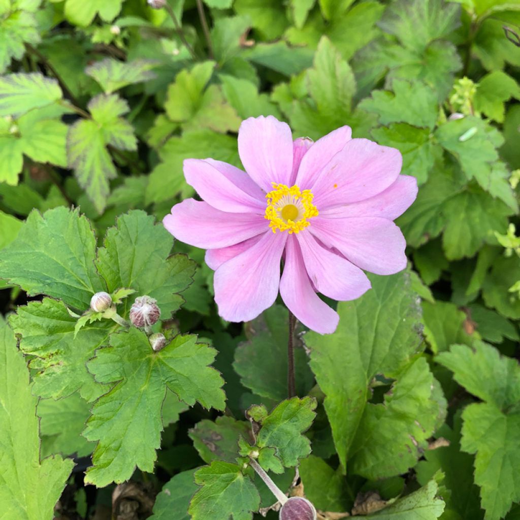 Anemone hupehensis var. japonica Pamina - Chinesische Herbst-Anemone