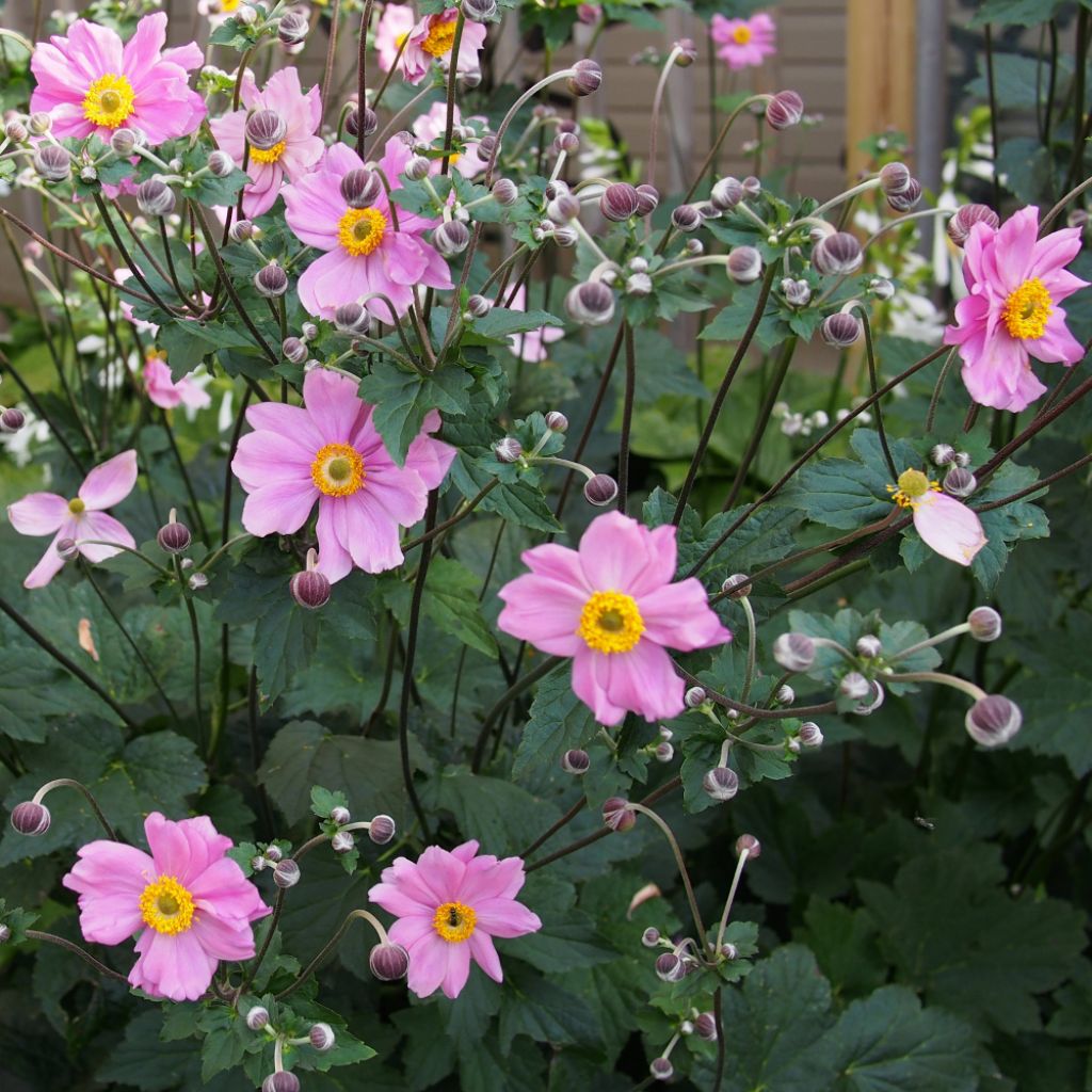 Anémone du Japon, Anemone hybrida Rubra Plena