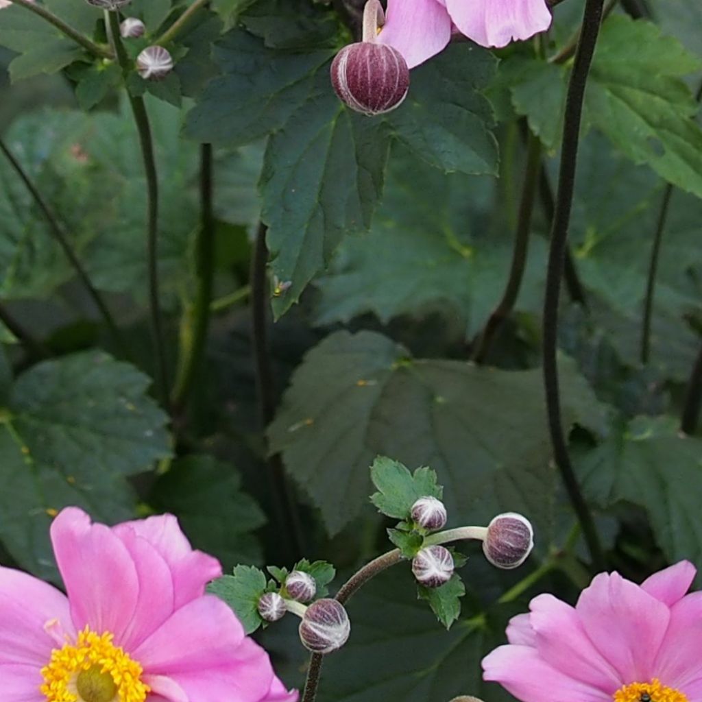 Anémone du Japon, Anemone hybrida Rubra Plena