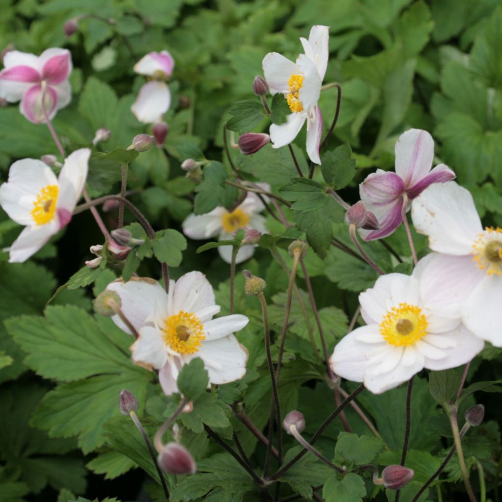 Anemone Dainty Swan - Herbst-Anemone