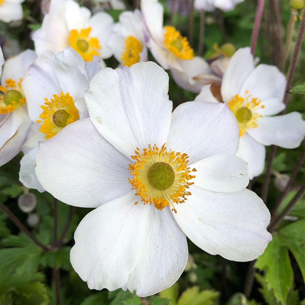 Anemone Elfin Swan - Herbst-Anemone