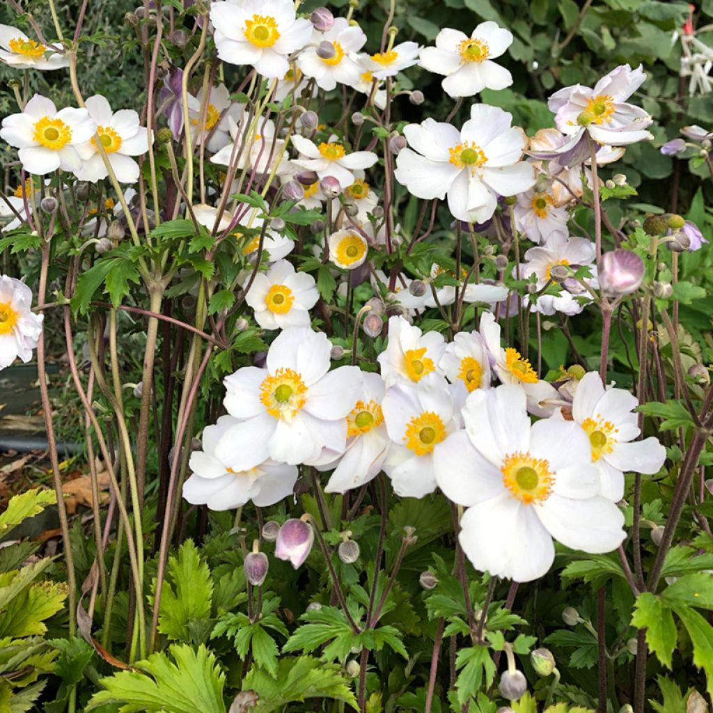 Anemone hybride Elfin Swan - Anémone japonaise.