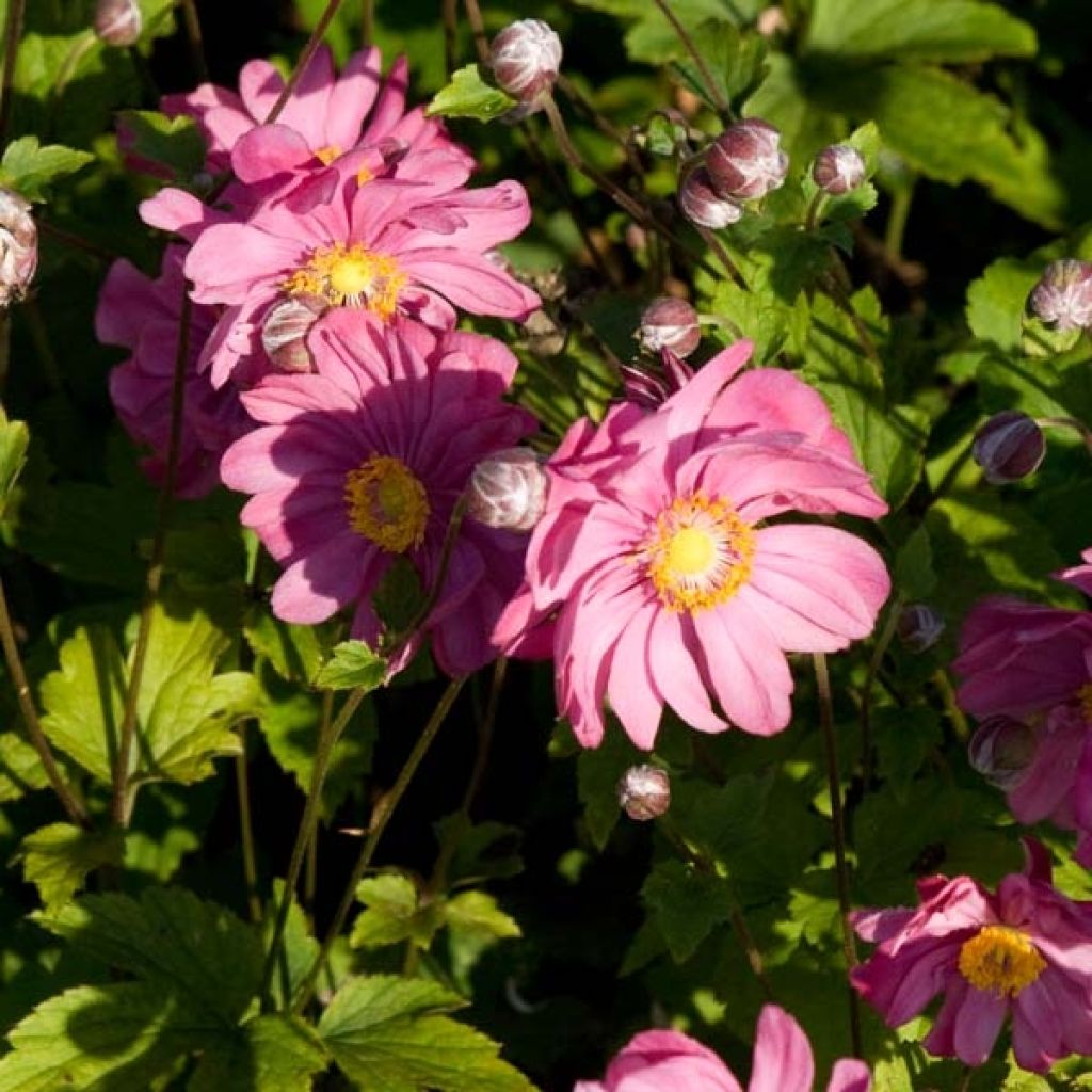 Anémone japonaise Margarete