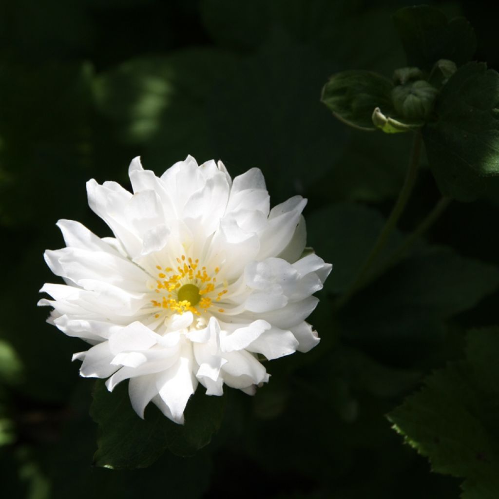 Anemone hupehensis var.japonica Tiki Sensation - Chinesische Herbst-Anemone