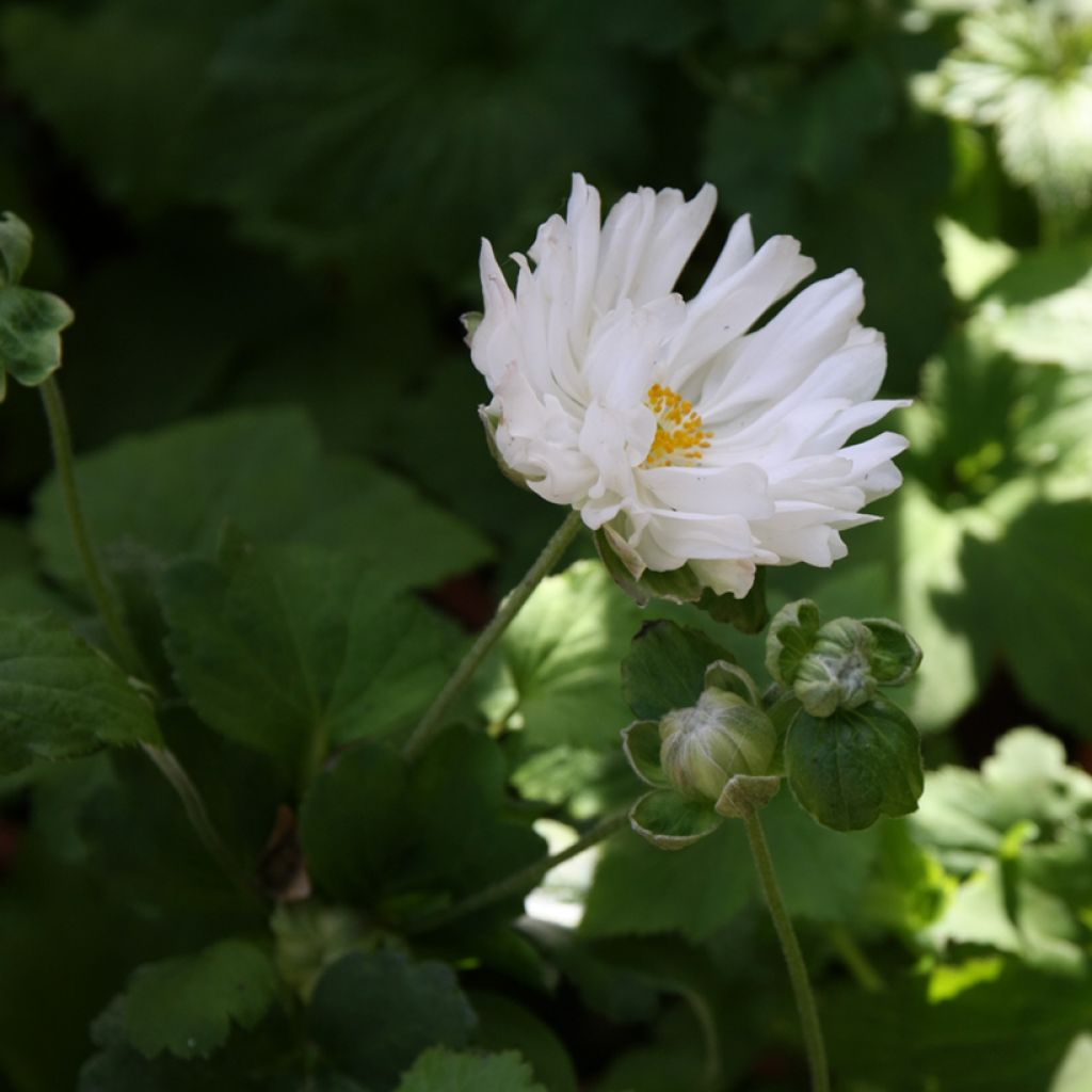 Anemone hupehensis var.japonica Tiki Sensation - Chinesische Herbst-Anemone