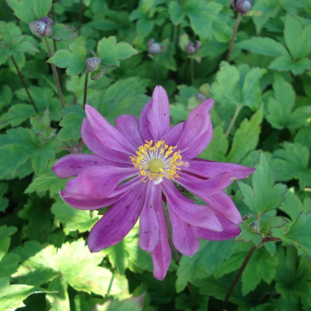 Anemone Bressingham Glow - Japan-Herbst-Anemone