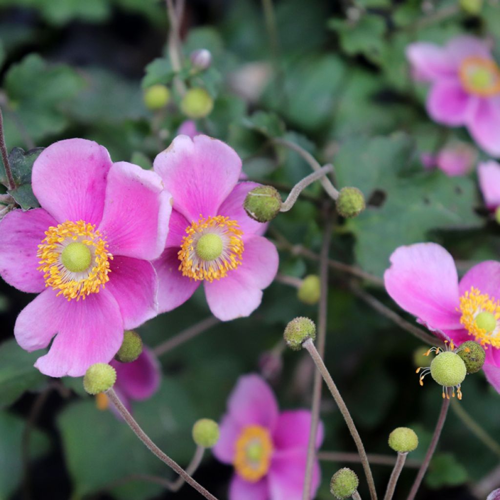 Anemone Hadspen Abundance - Japan-Herbst-Anemone