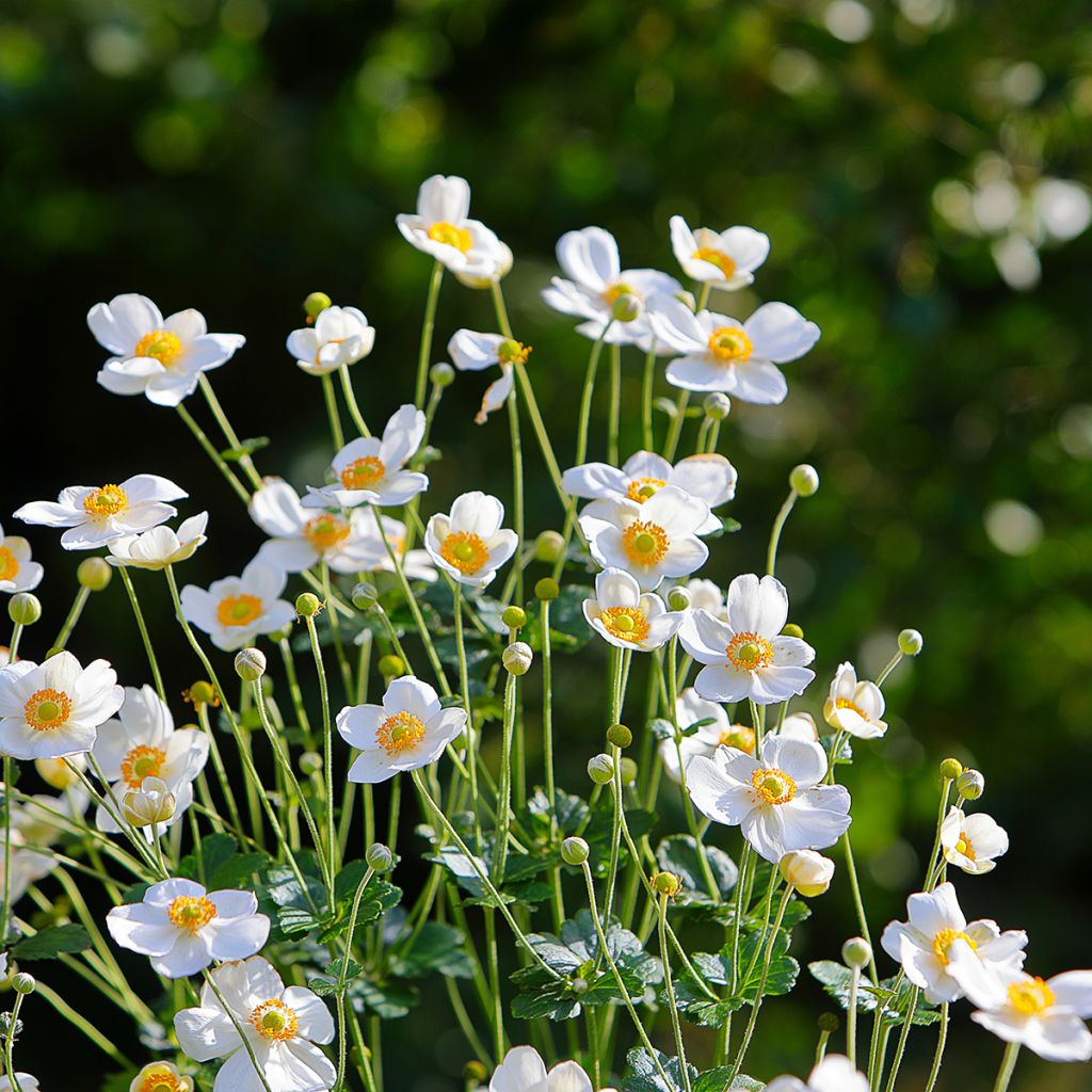 Anemone Honorine Jobert - Japan-Herbst-Anemone