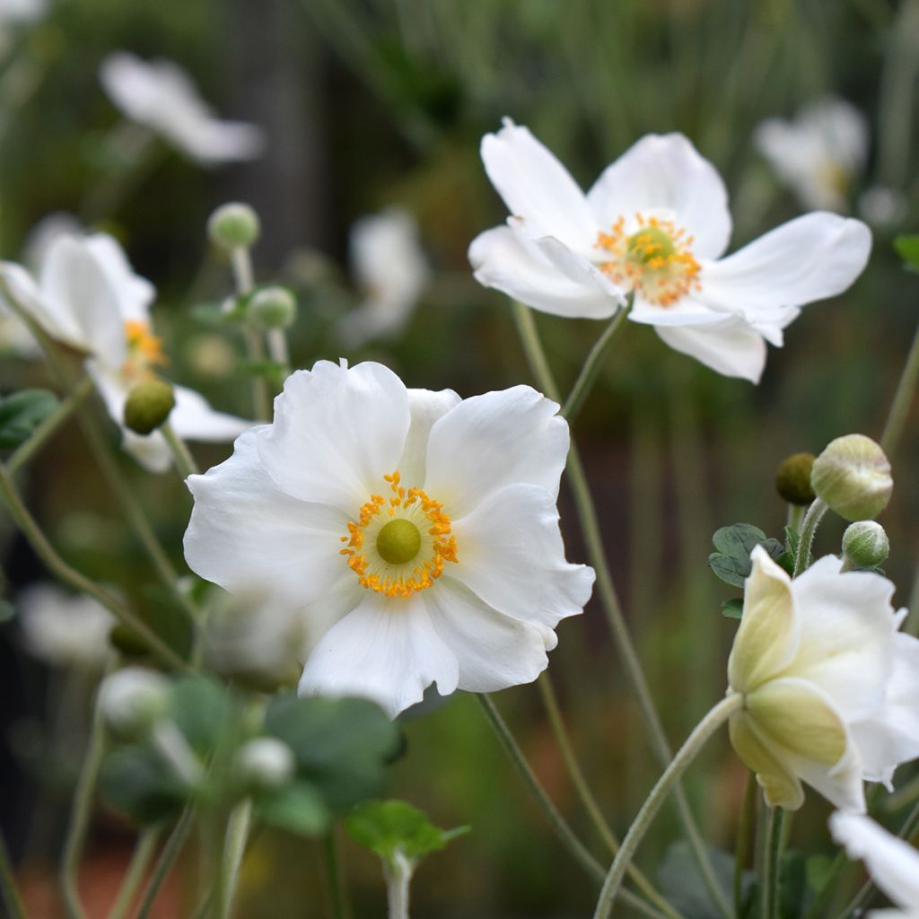 Anemone Honorine Jobert - Japan-Herbst-Anemone