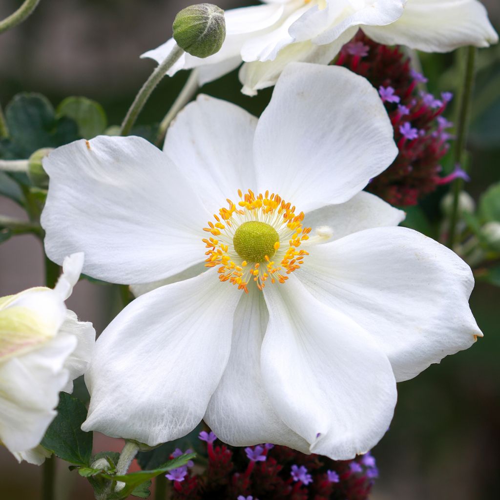 Anemone Honorine Jobert - Japan-Herbst-Anemone