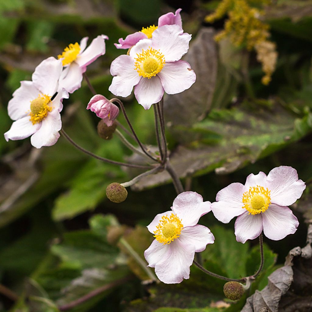 Anemone Regal Swan - Herbst-Anemone