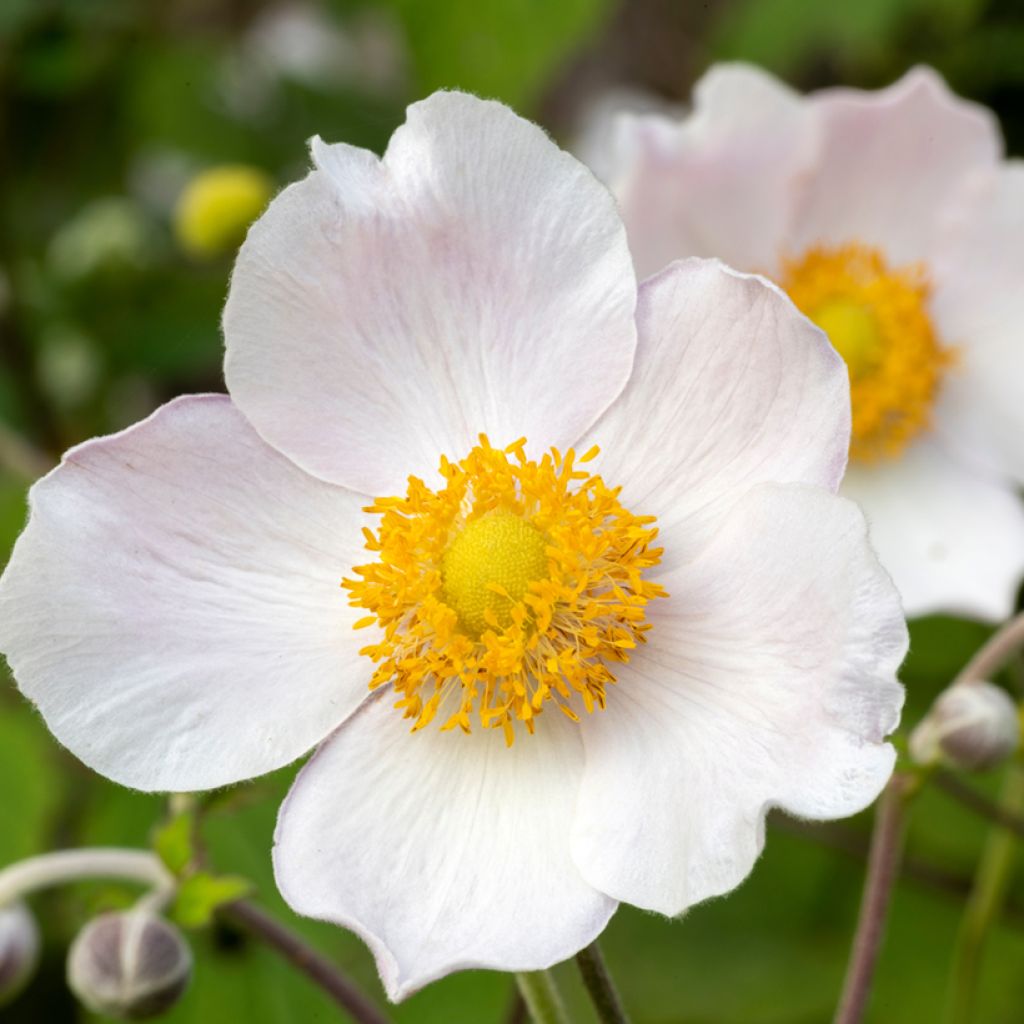 Anemone Regal Swan - Herbst-Anemone