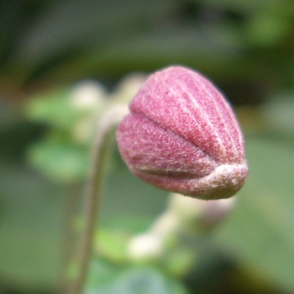 Anémone japonaise Robustissima