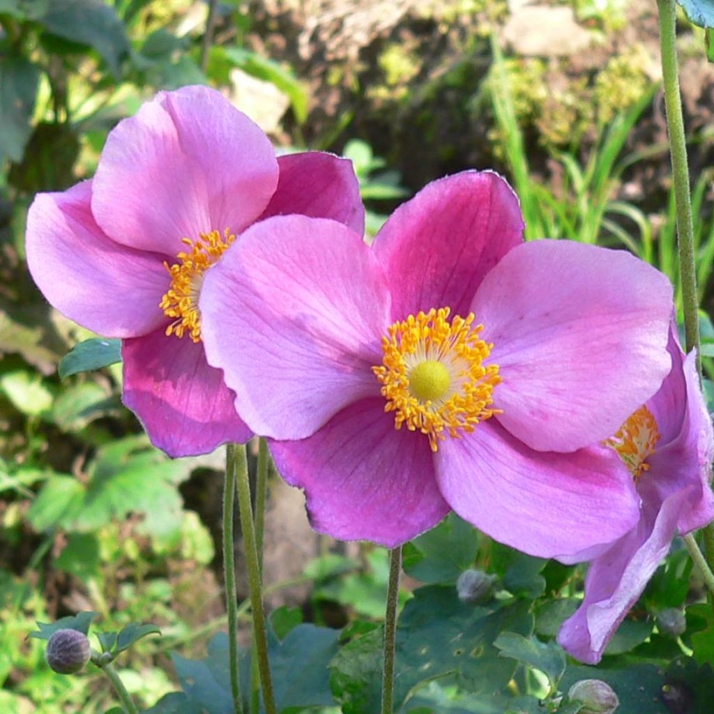 Anemone hupehensis Splendens - Chinesische Herbst-Anemone