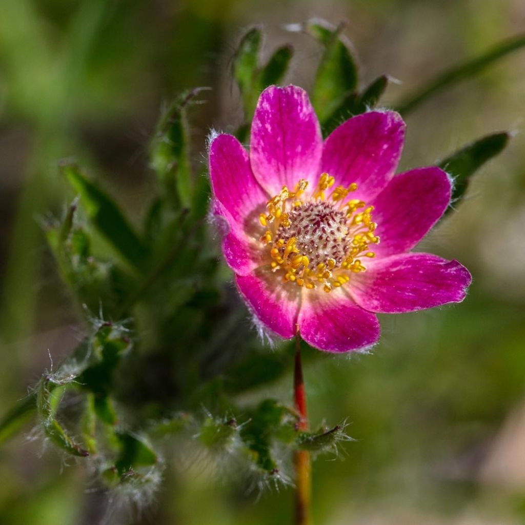 Anemone multifida Rosea - Frühsommer-Windröschen