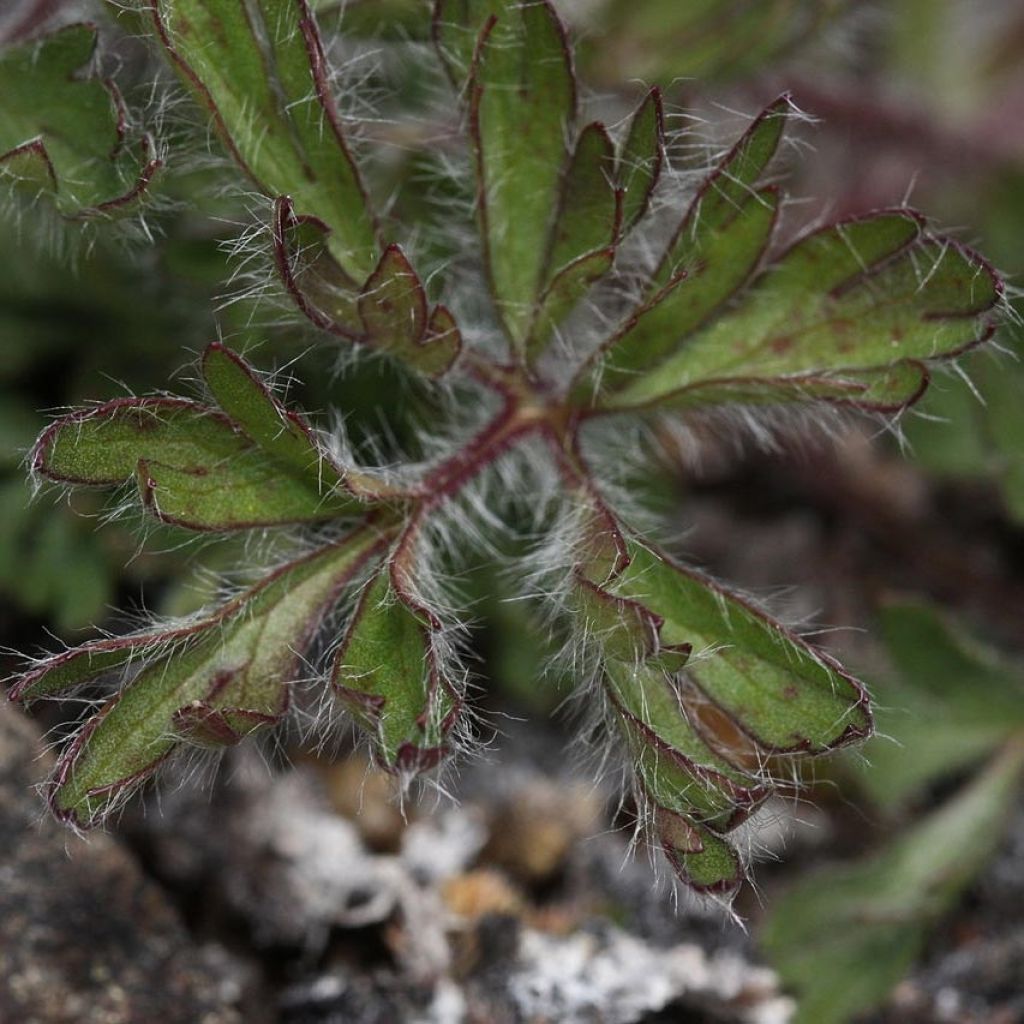 Anemone multifida Rosea - Anémone multifide