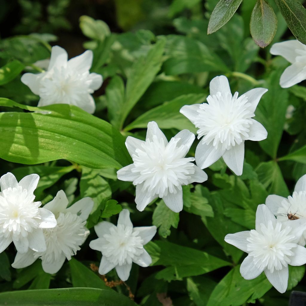 Anemone nemorosa Vestal - Busch-Windröschen