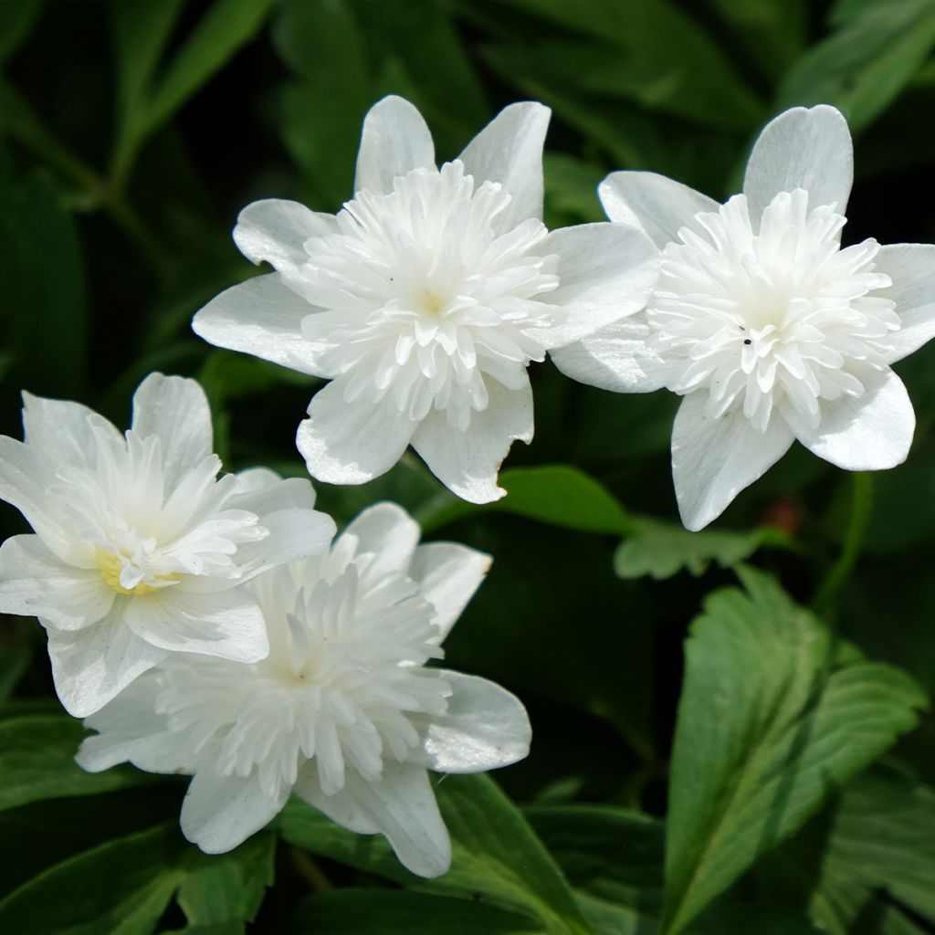 Anemone nemorosa Vestal - Busch-Windröschen