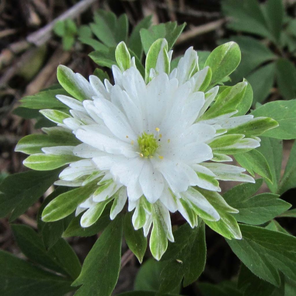 Anemone nemorosa Bracteata Plena - Busch-Windröschen