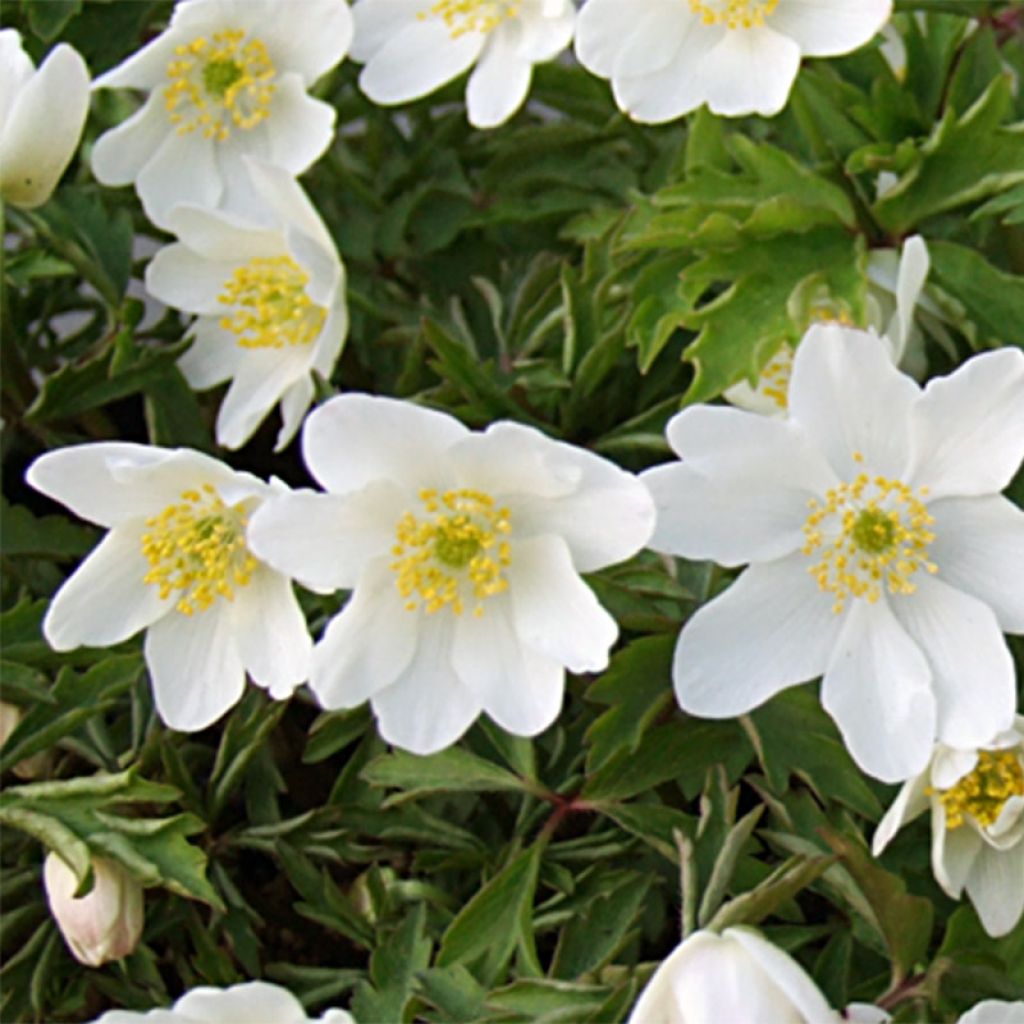 Anemone nemorosa Leeds' Variety - Busch-Windröschen