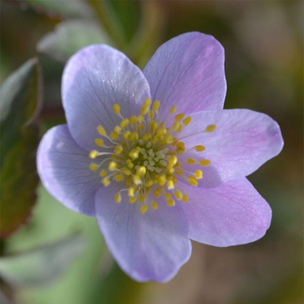 Anemone nemorosa Lucia - Anémone des bois