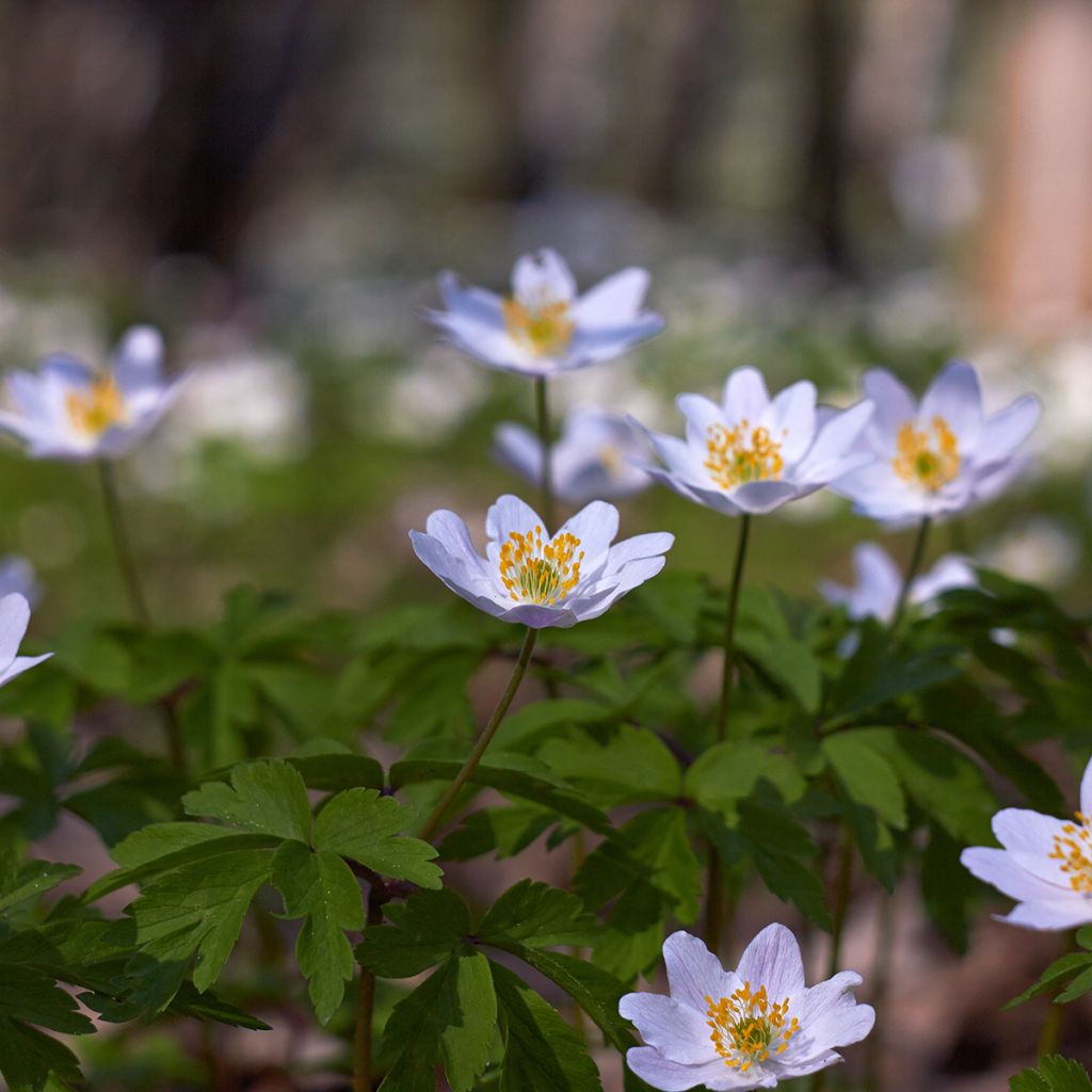 Anemone nemorosa Lucia - Busch-Windröschen