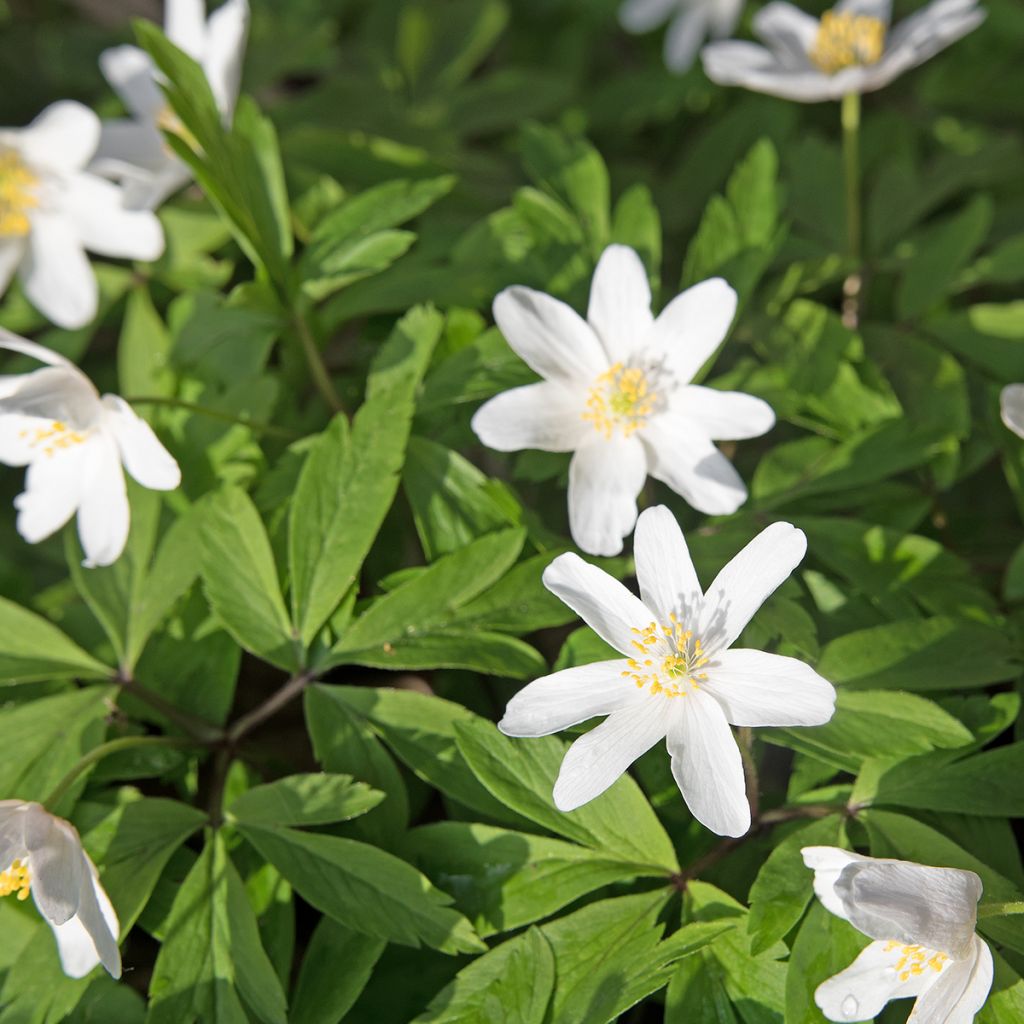 Anemone nemorosa Lychette - Busch-Windröschen