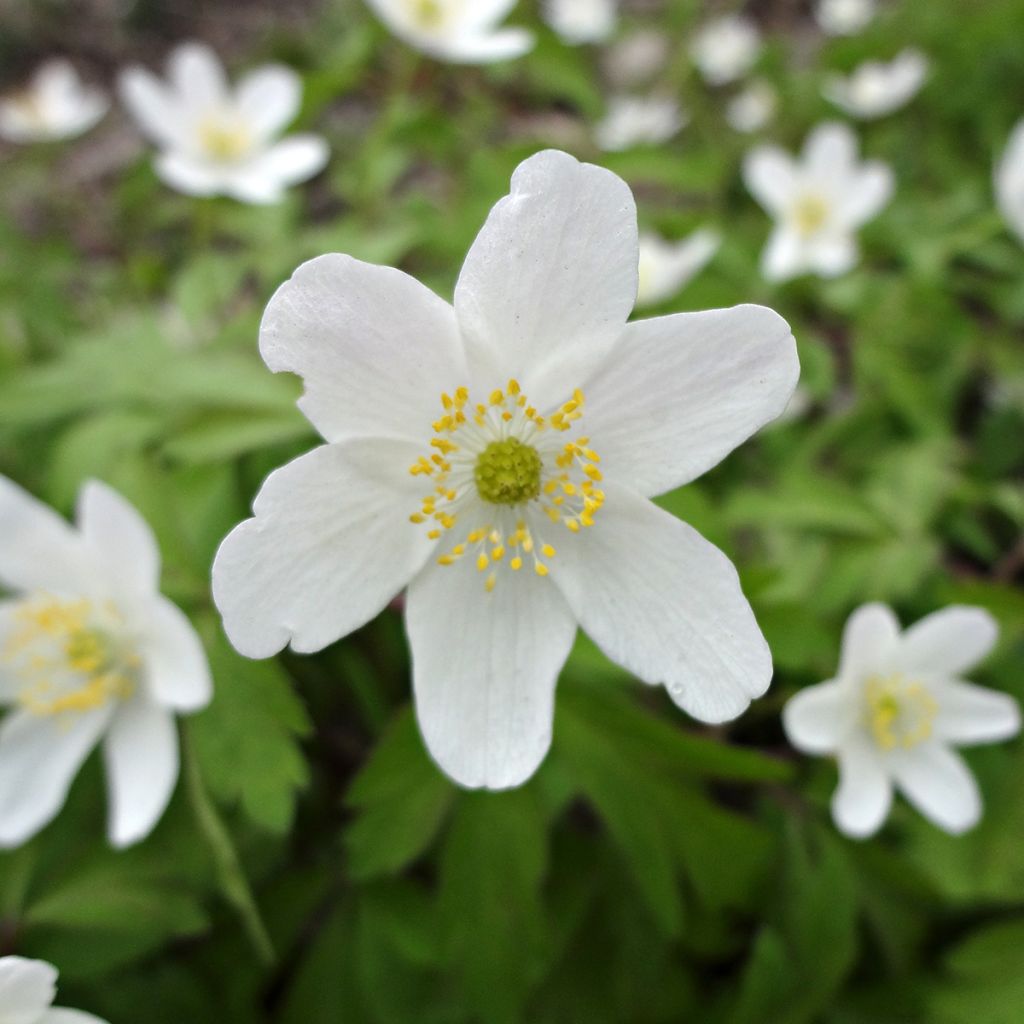 Anemone nemorosa Lychette - Busch-Windröschen