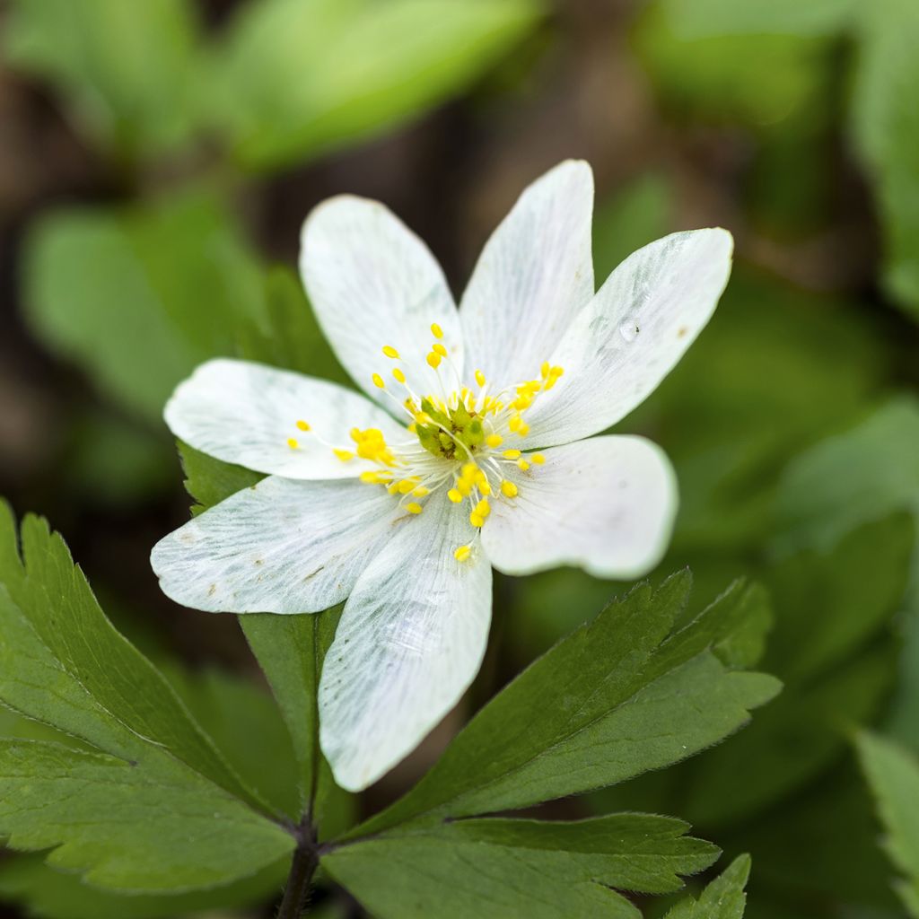 Anemone nemorosa Lychette - Busch-Windröschen